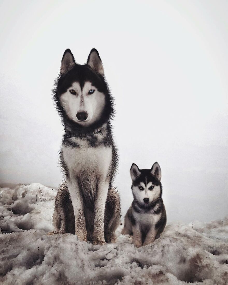 Digital Artist Combines Photos Of Dogs As Puppies And Adults Into One Wholesome Image