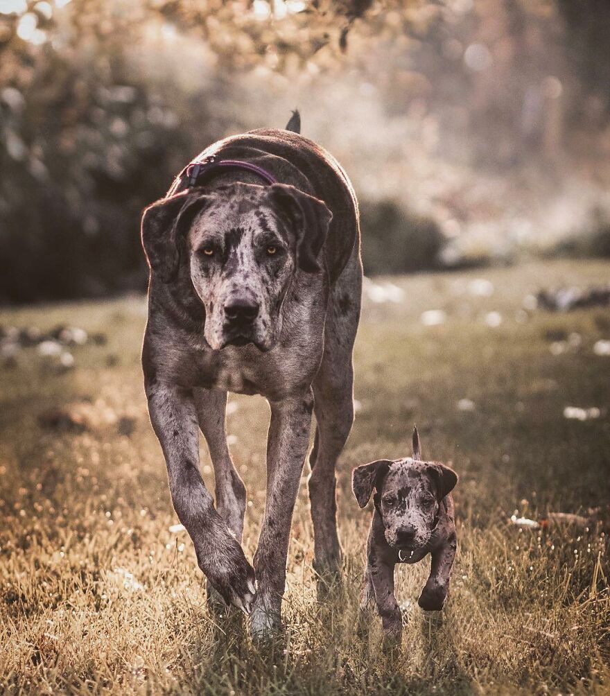 Digital Artist Combines Photos Of Dogs As Puppies And Adults Into One Wholesome Image