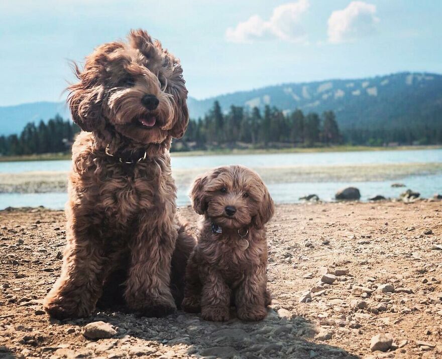 Digital Artist Combines Photos Of Dogs As Puppies And Adults Into One Wholesome Image