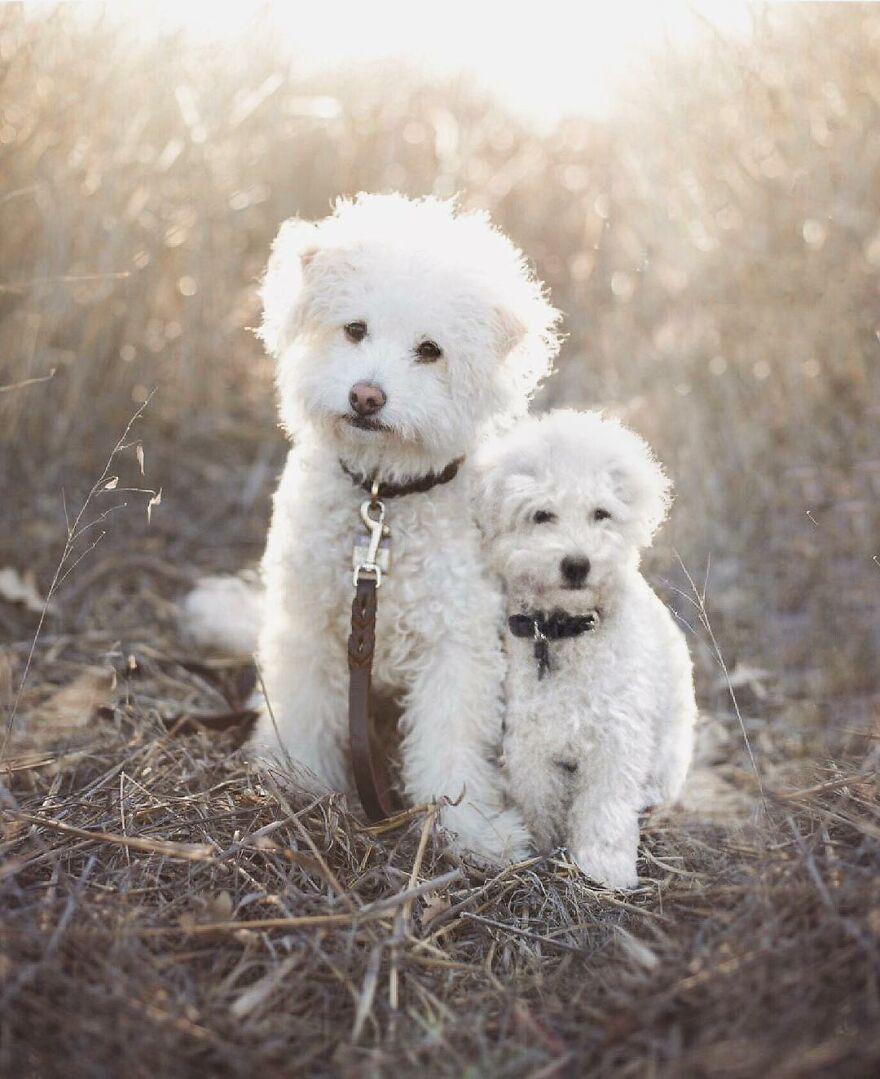 Digital Artist Combines Photos Of Dogs As Puppies And Adults Into One Wholesome Image