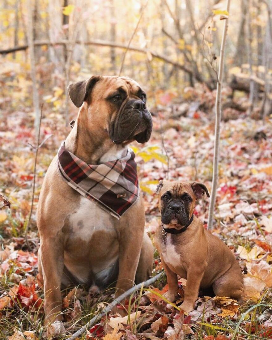 Digital Artist Combines Photos Of Dogs As Puppies And Adults Into One Wholesome Image