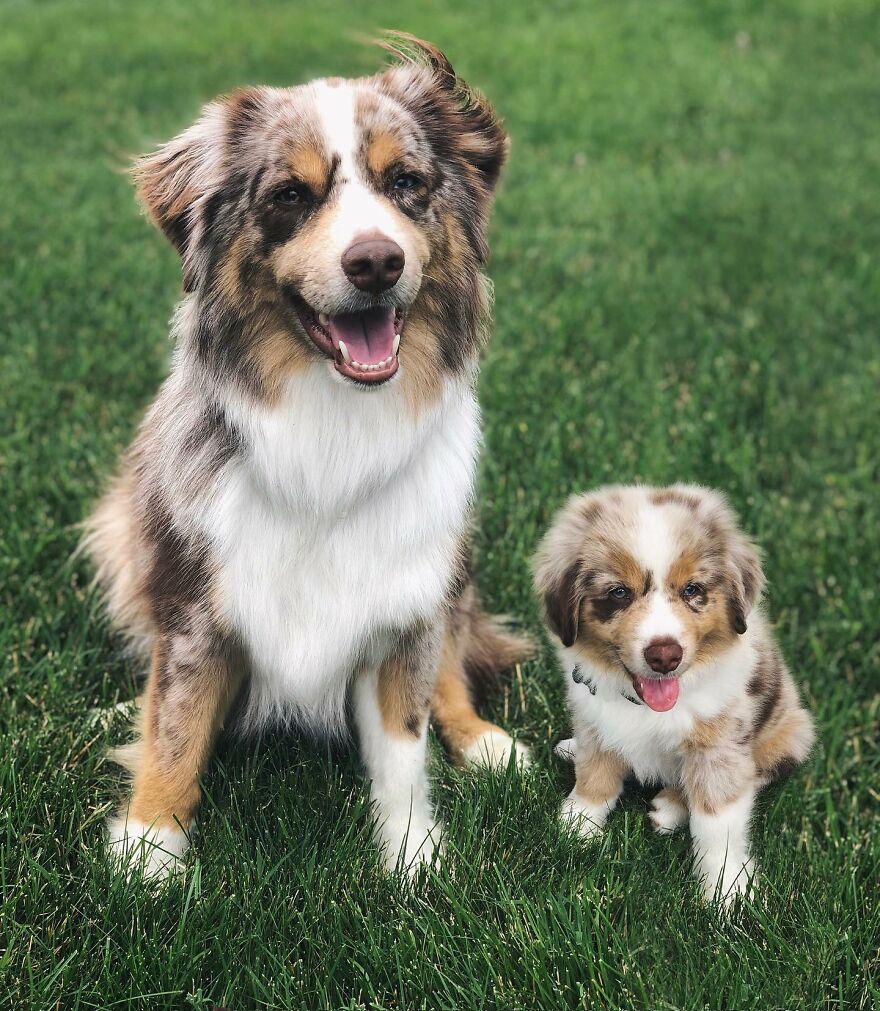 Digital Artist Combines Photos Of Dogs As Puppies And Adults Into One Wholesome Image