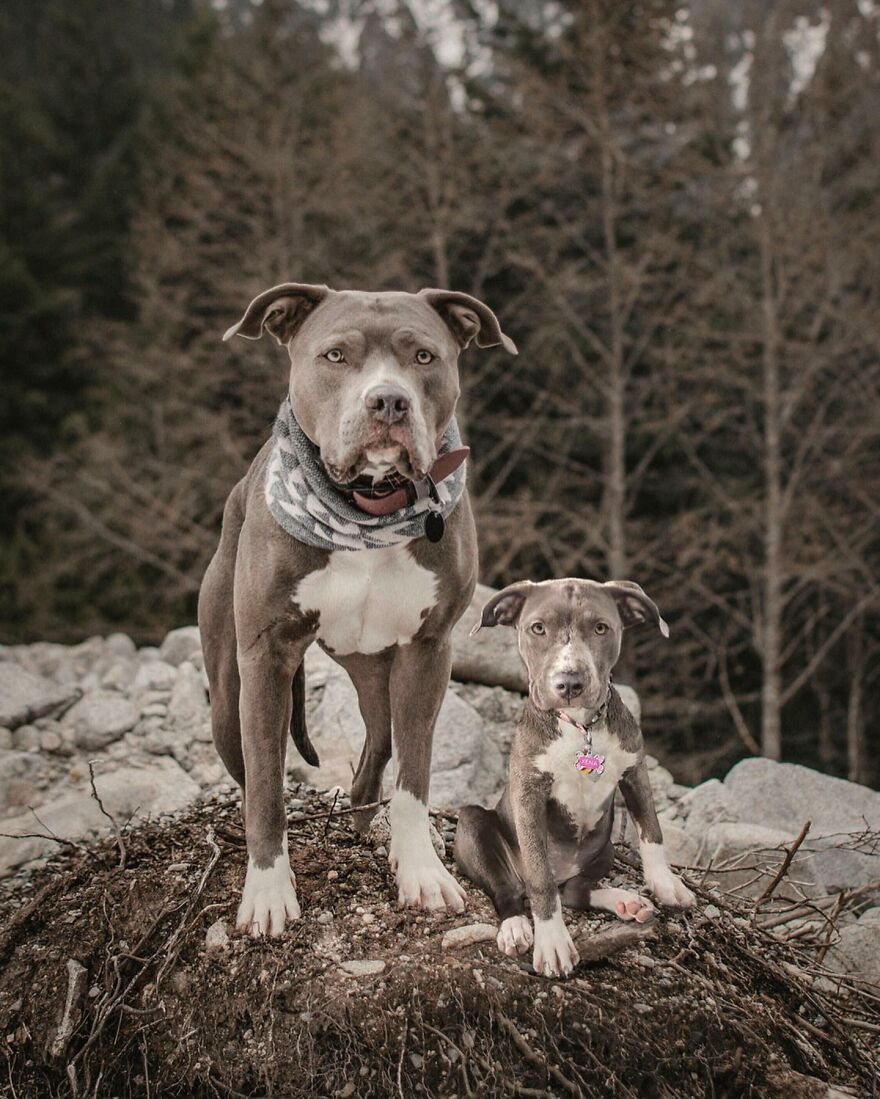 Digital Artist Combines Photos Of Dogs As Puppies And Adults Into One Wholesome Image