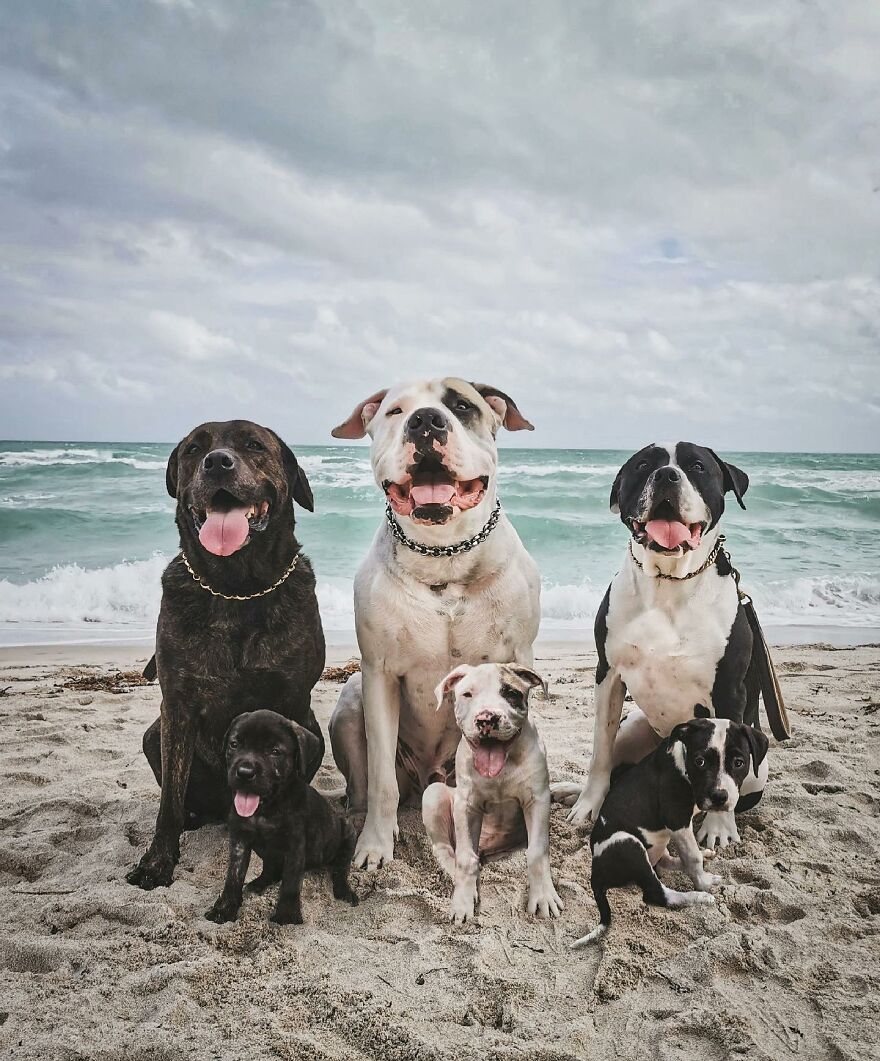 Digital Artist Combines Photos Of Dogs As Puppies And Adults Into One Wholesome Image