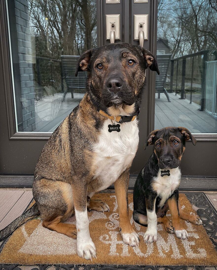 Digital Artist Combines Photos Of Dogs As Puppies And Adults Into One Wholesome Image