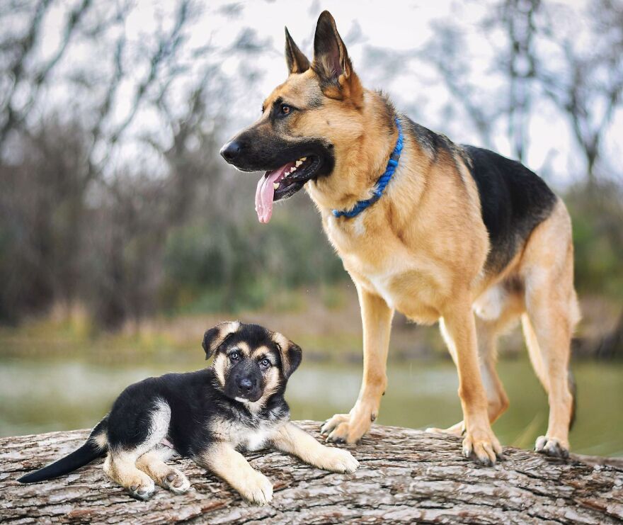 Digital Artist Combines Photos Of Dogs As Puppies And Adults Into One Wholesome Image