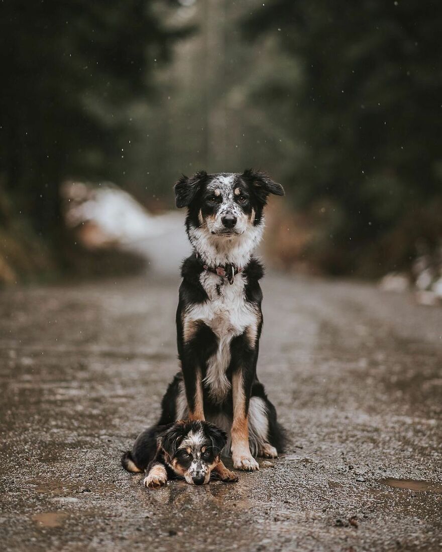 Digital Artist Combines Photos Of Dogs As Puppies And Adults Into One Wholesome Image