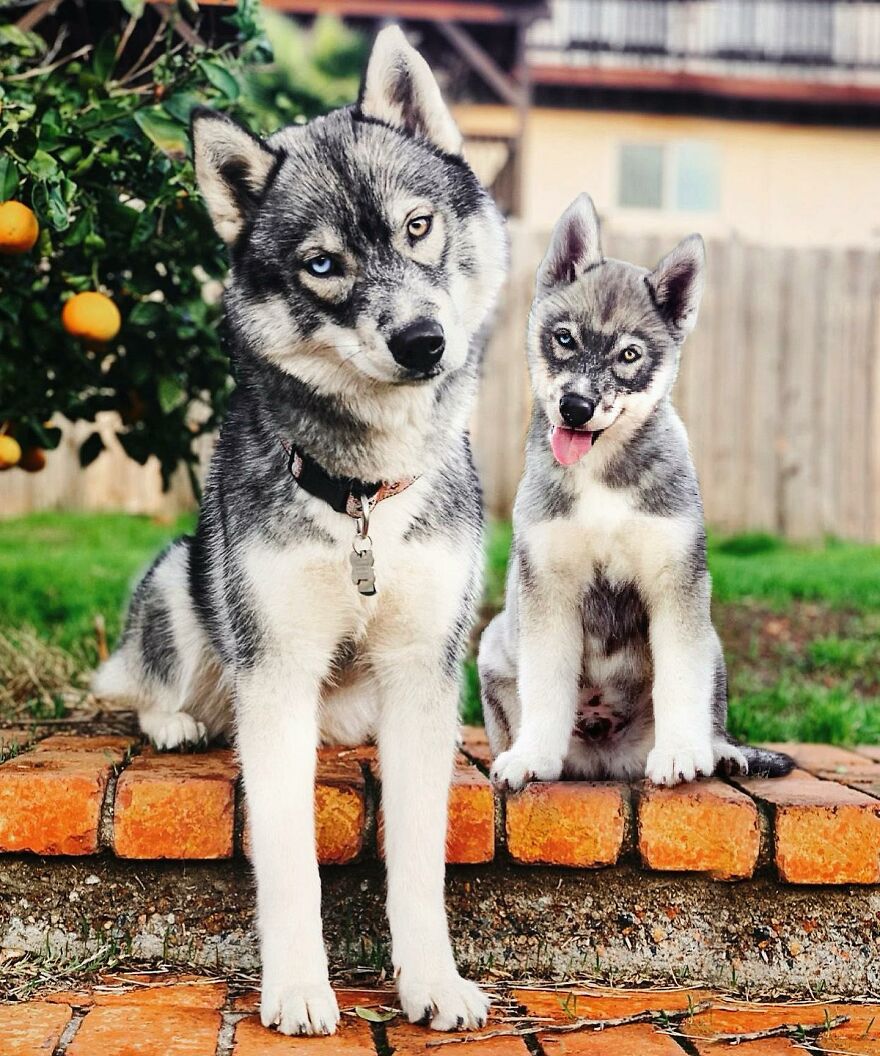 Digital Artist Combines Photos Of Dogs As Puppies And Adults Into One Wholesome Image