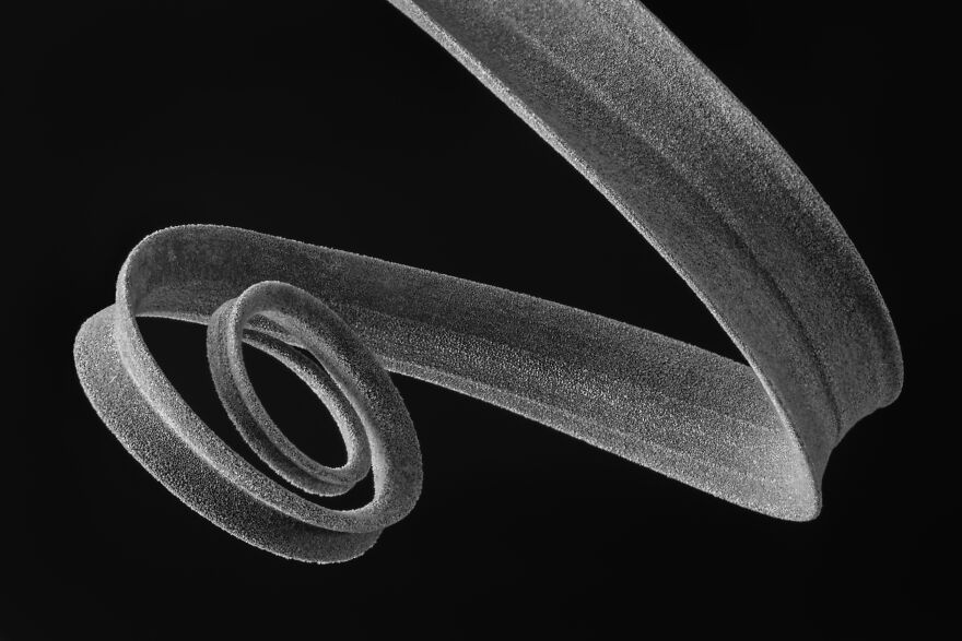 Shortlisted: "Air Plant Spiral #1" By Donald Bolak