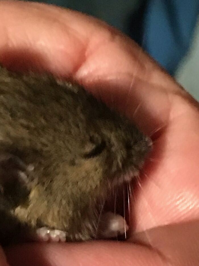 Not Exactly Enjoying But Me Having To Deal With The Aftermath Of Eanie’s Wildlife Interactions. By The Way, It’s Alive