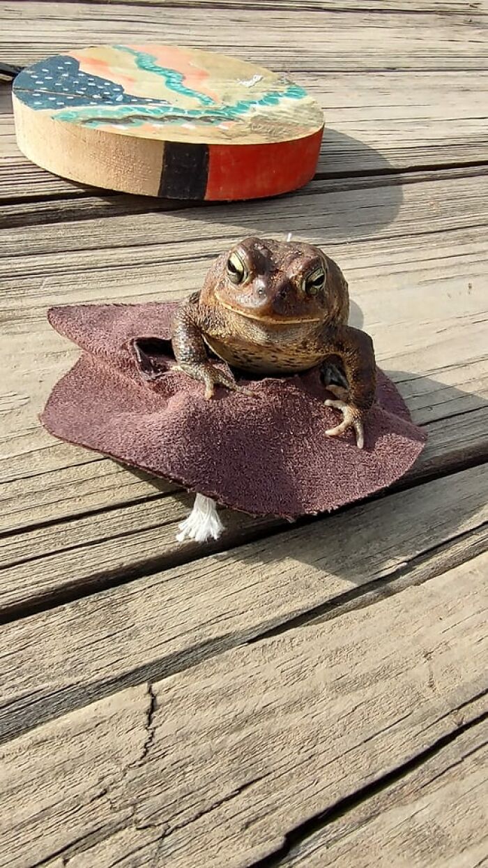 He Sits On A Cowboy Hat Instead Of Wearing It