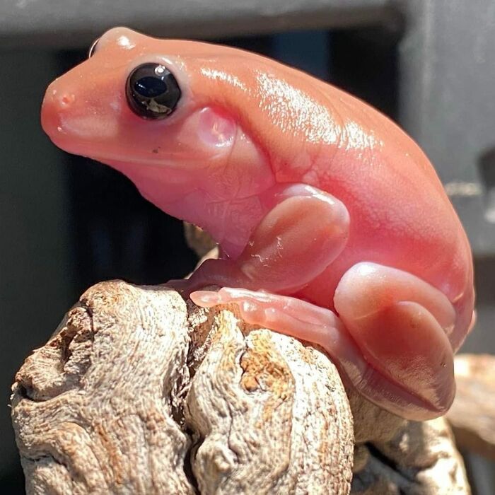 Rad White's Tree Frog Morph