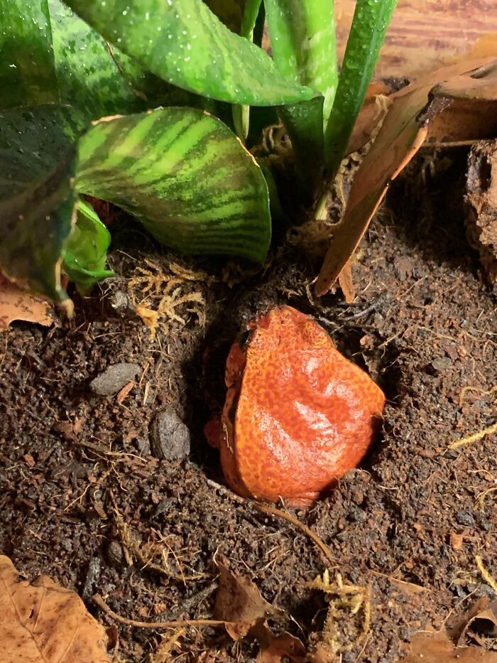 Boobie Junior Everyone