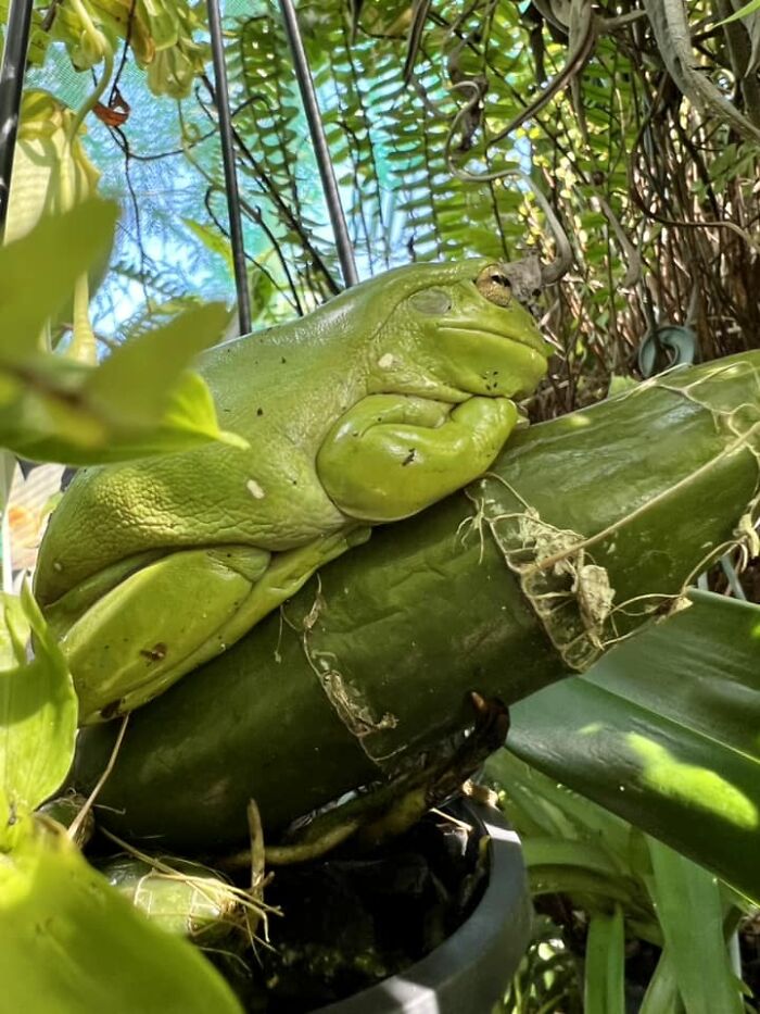 Ollie In His Favourite Spot Contemplating The Upcoming Winter Hibernation
