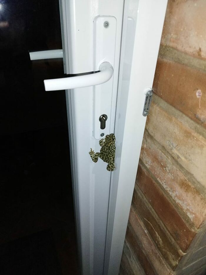 So We Just Spotted This Little Guy In Our Door. Wants To Come In