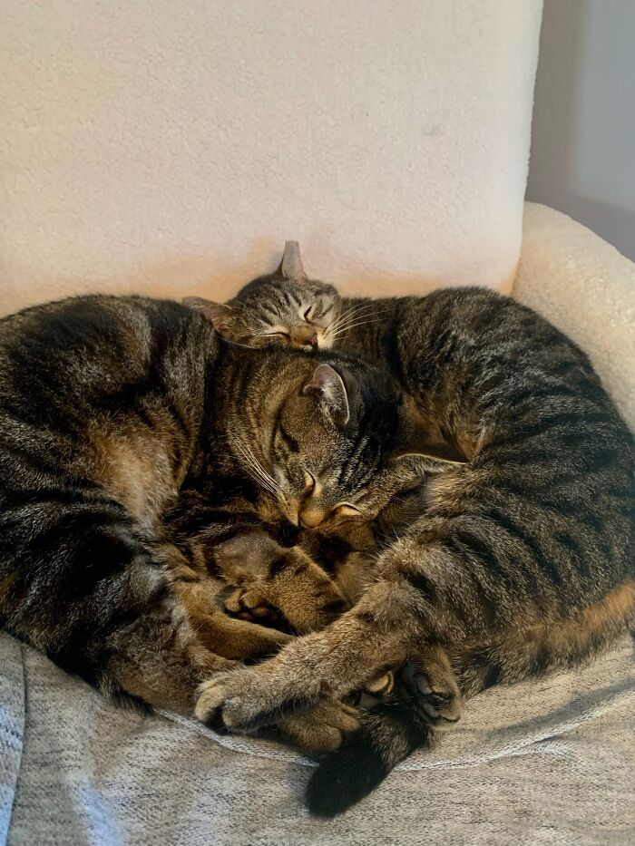 Augustus Gloop And His Girlfriend Abigail (Both Rescued Separately)