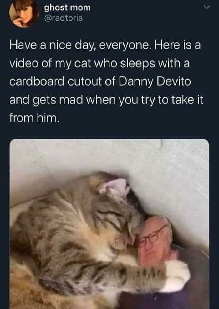 Cat cuddling with a cardboard cutout, combining animals and humor in a hilarious meme.