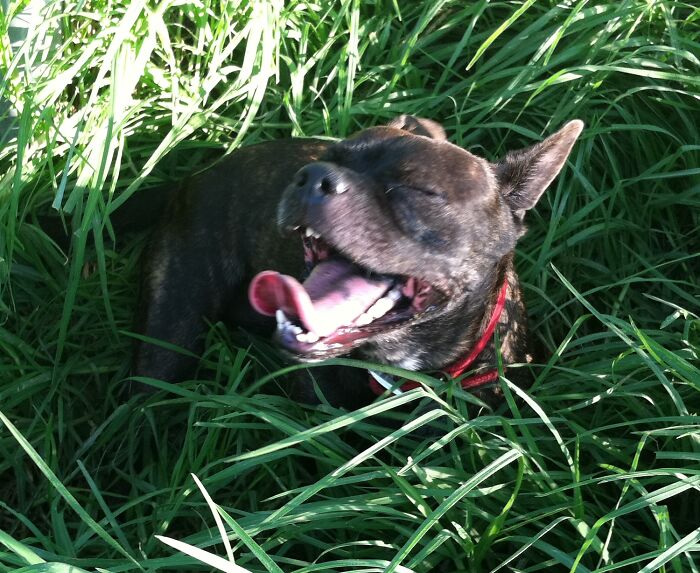 Gizmo Enjoying The Park