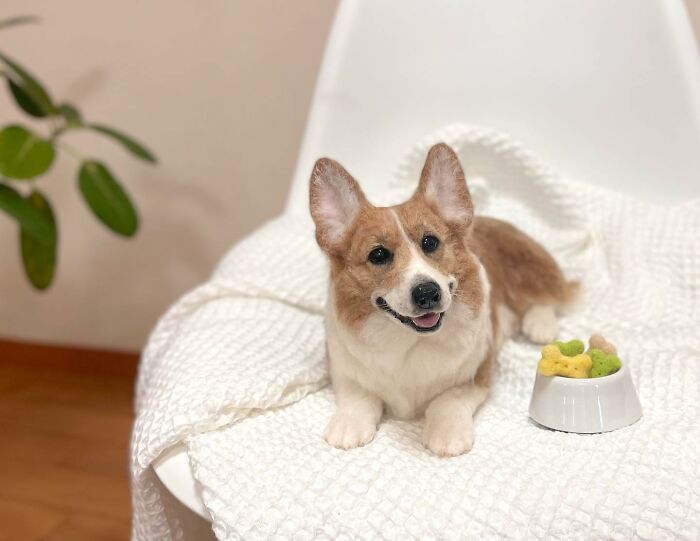 Hard To Believe These Animals Are Not Real But Made Of Wool (New Pics)