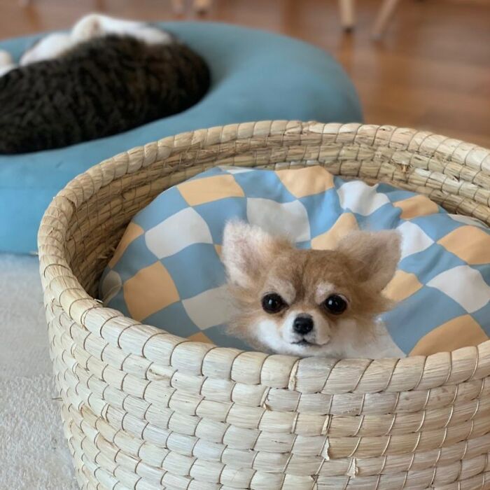 Hard To Believe These Animals Are Not Real But Made Of Wool (New Pics)