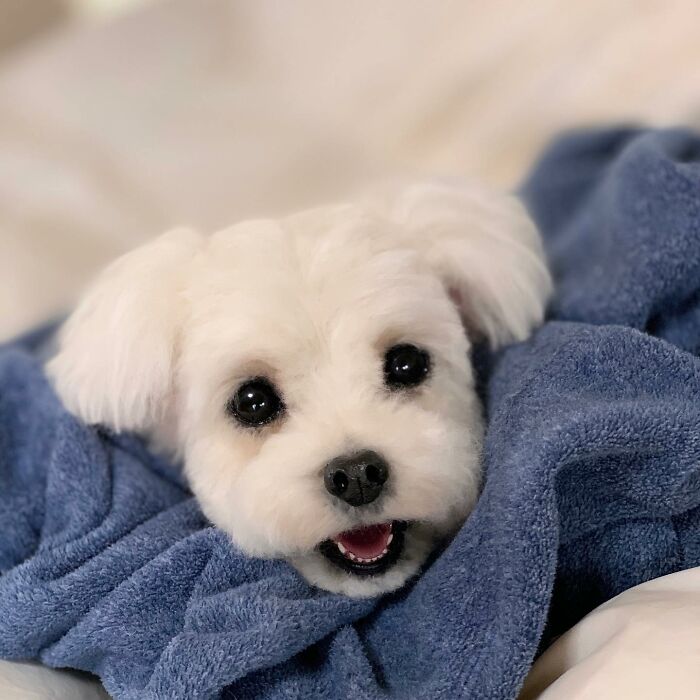 Hard To Believe These Animals Are Not Real But Made Of Wool (New Pics)