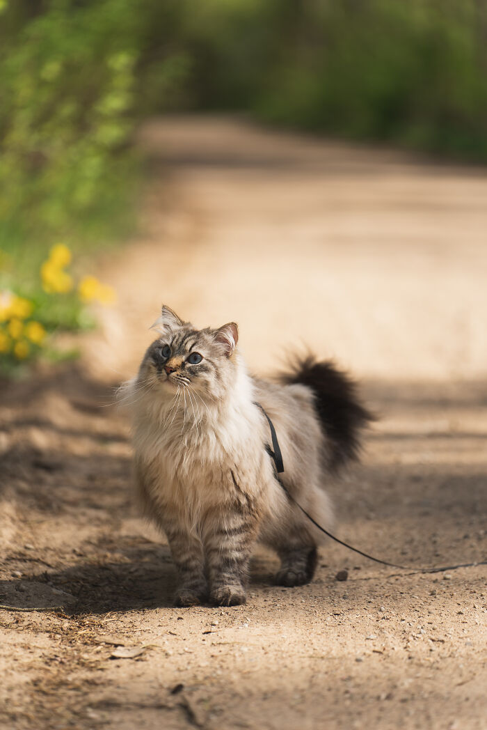 Fiero Exploring His Surroundings