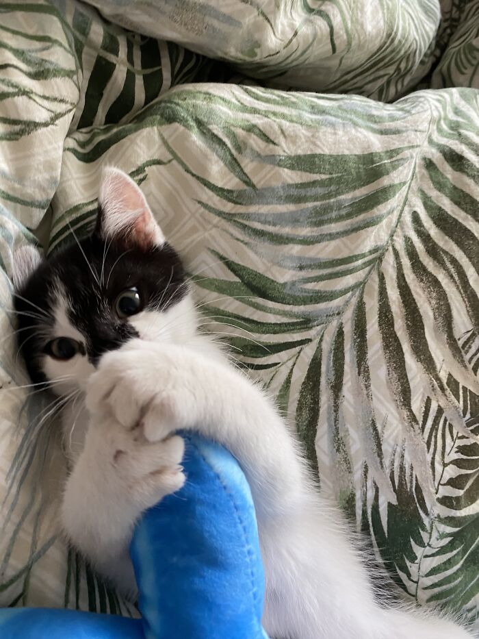 My Cat Luigi A Year Ago