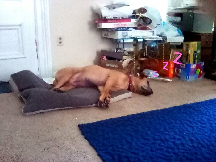 This Is My Elderly Dog Jax. He Is The Sweetest Boi Ever