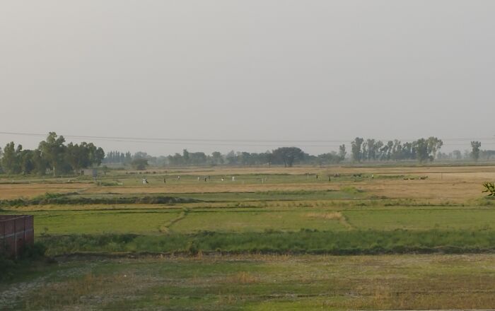 Fields