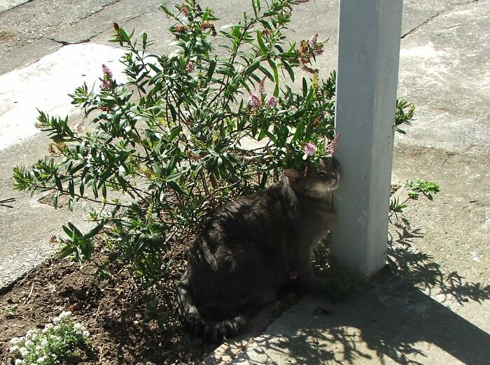 Hoover And His Favorite Hebe