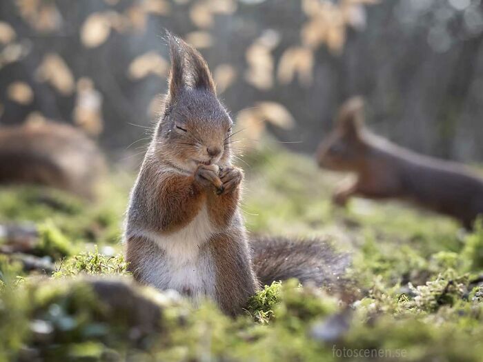 I Brought My Studio To The Forrest And Found Some Squirrel Super Models