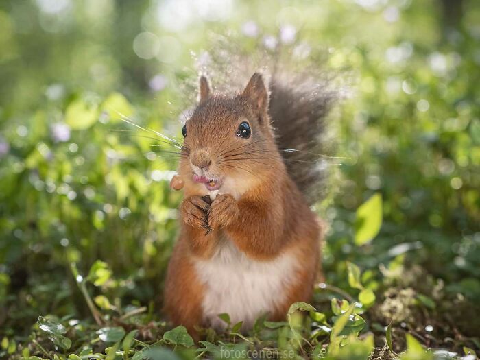 I Brought My Studio To The Forrest And Found Some Squirrel Super Models