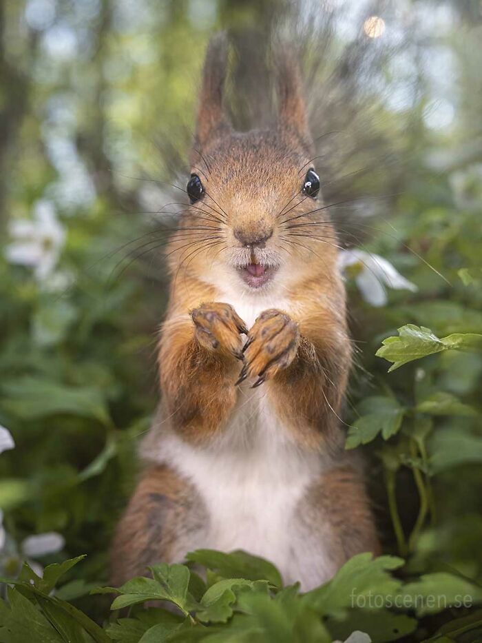 I Brought My Studio To The Forrest And Found Some Squirrel Super Models