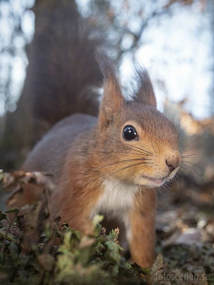 I Brought My Studio To The Forrest And Found Some Squirrel Super Models