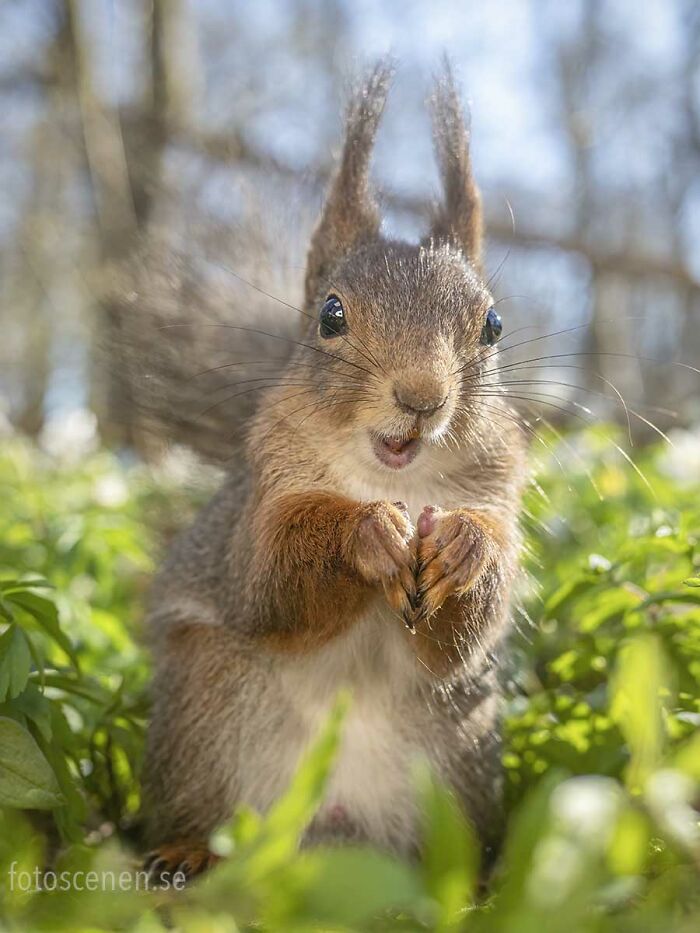 I Brought My Studio To The Forrest And Found Some Squirrel Super Models
