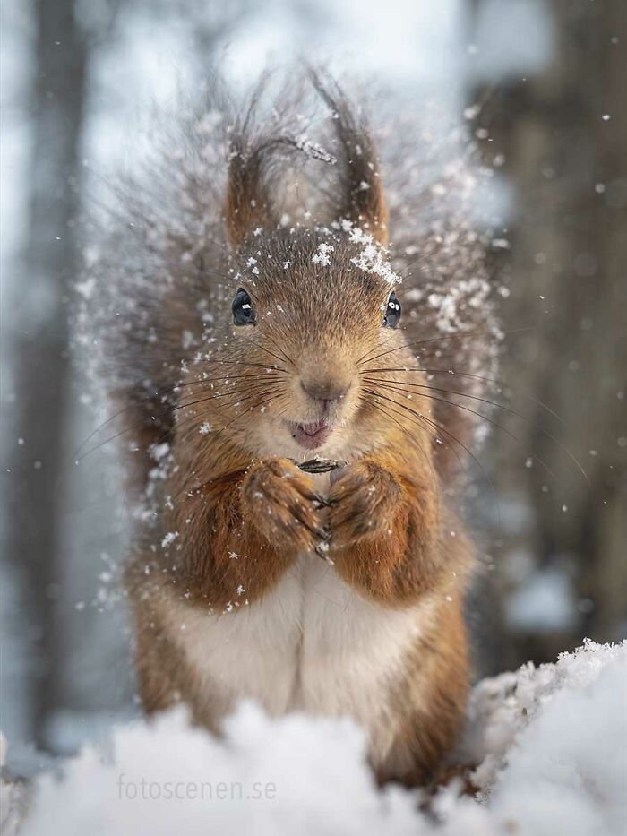 I Brought My Studio To The Forrest And Found Some Squirrel Super Models