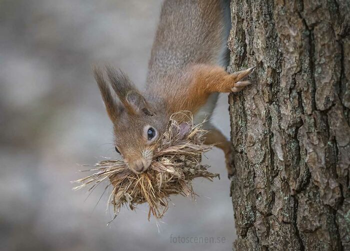 I Brought My Studio To The Forrest And Found Some Squirrel Super Models