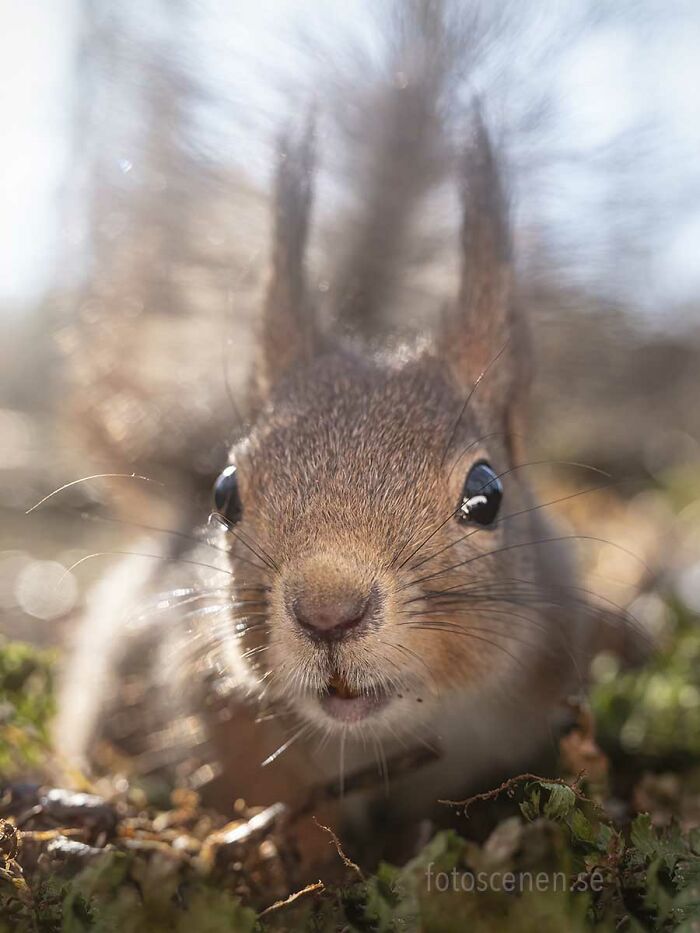 I Brought My Studio To The Forrest And Found Some Squirrel Super Models