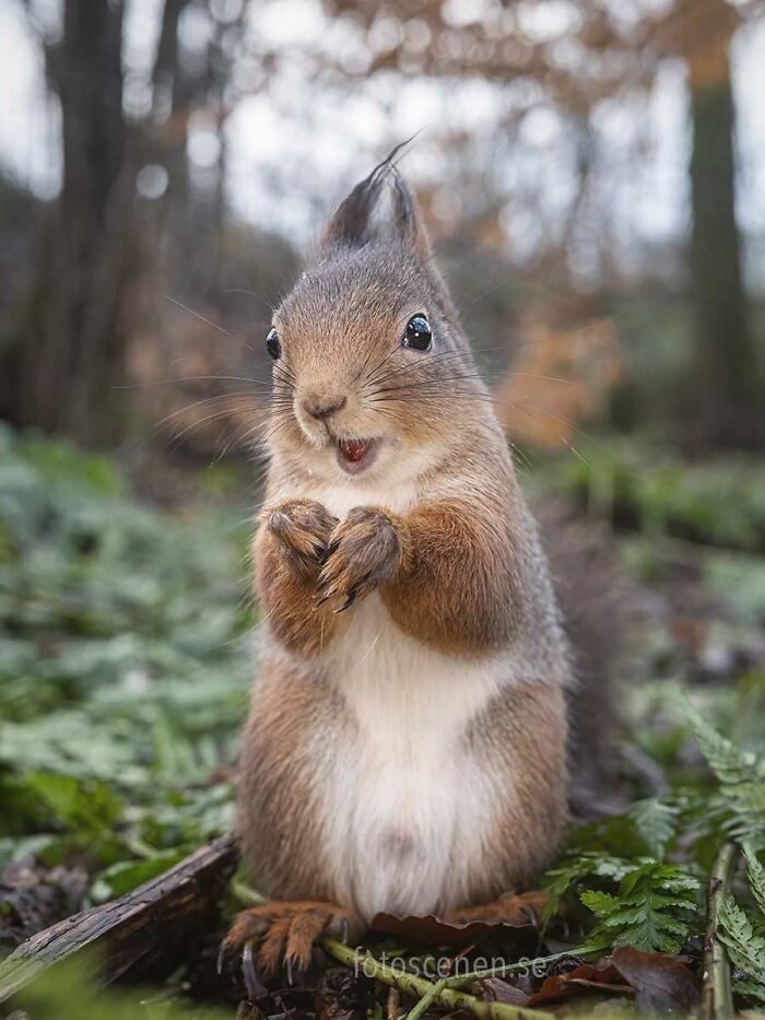 I Brought My Studio To The Forrest And Found Some Squirrel Super Models