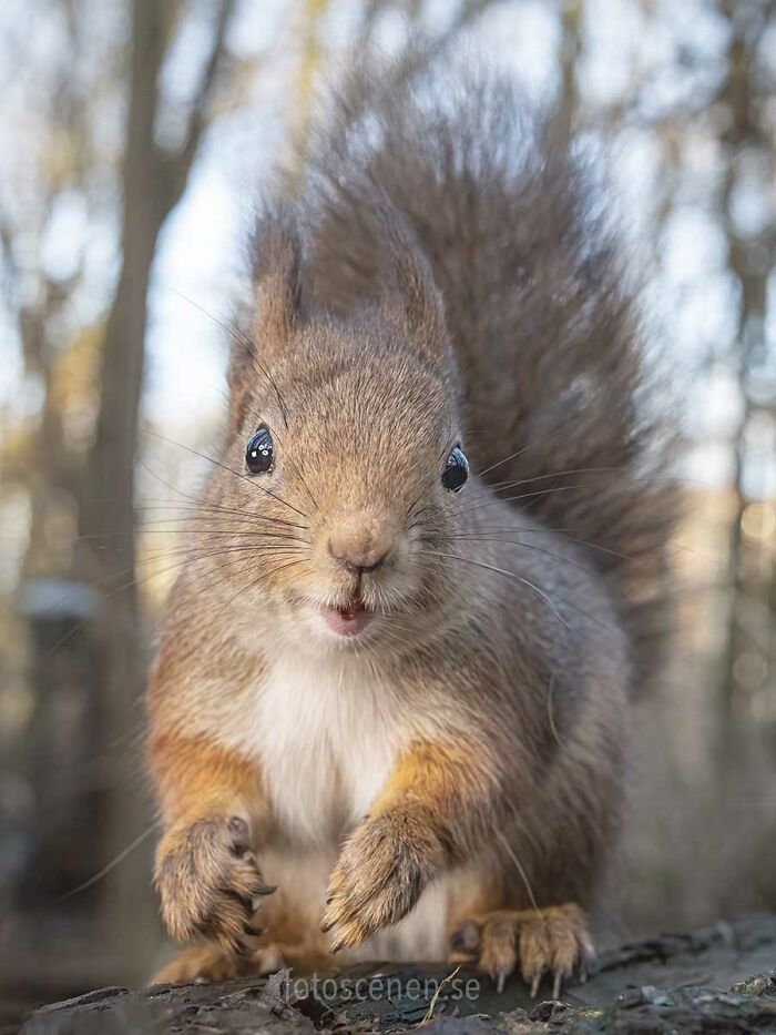 I Brought My Studio To The Forrest And Found Some Squirrel Super Models