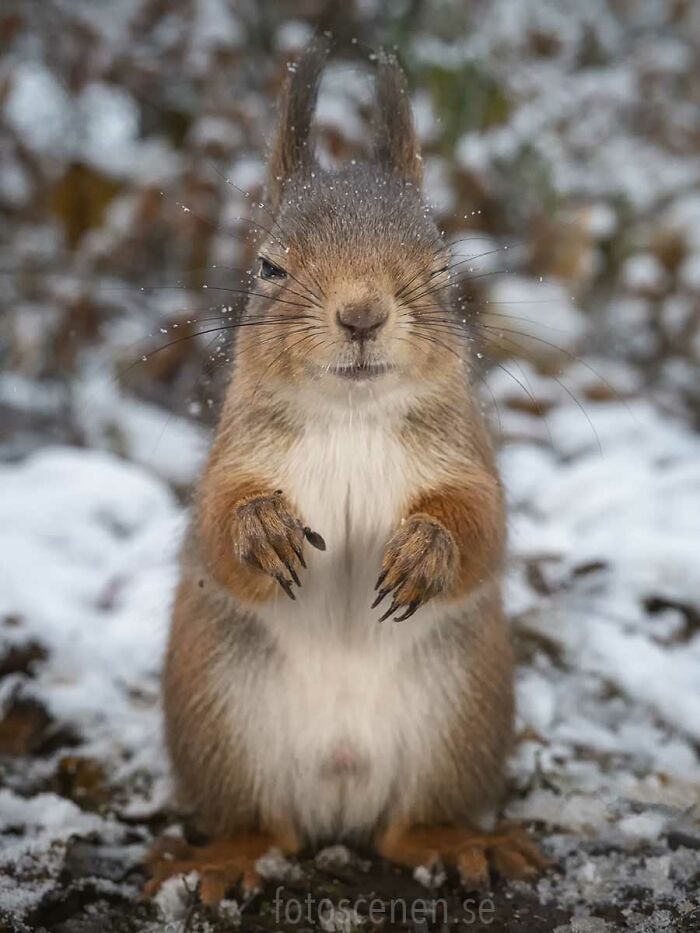 I Brought My Studio To The Forrest And Found Some Squirrel Super Models