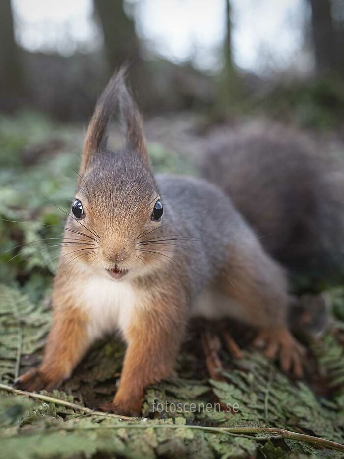 I Brought My Studio To The Forrest And Found Some Squirrel Super Models