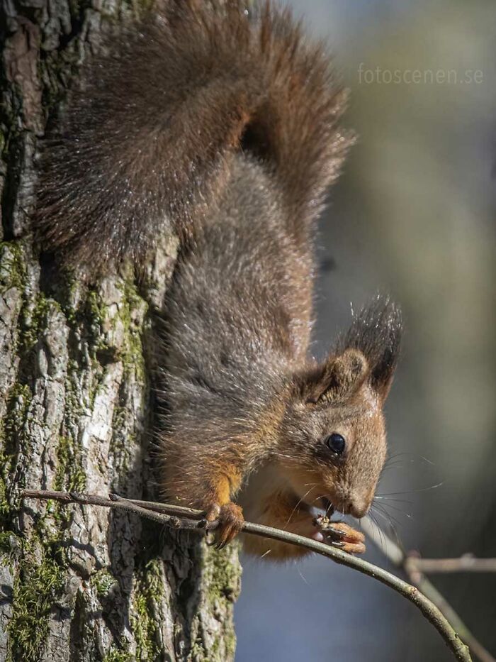 I Brought My Studio To The Forrest And Found Some Squirrel Super Models