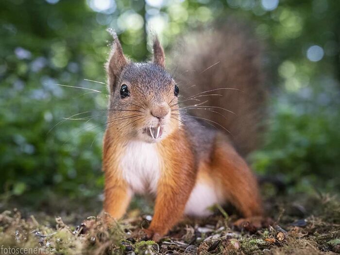 I Brought My Studio To The Forrest And Found Some Squirrel Super Models