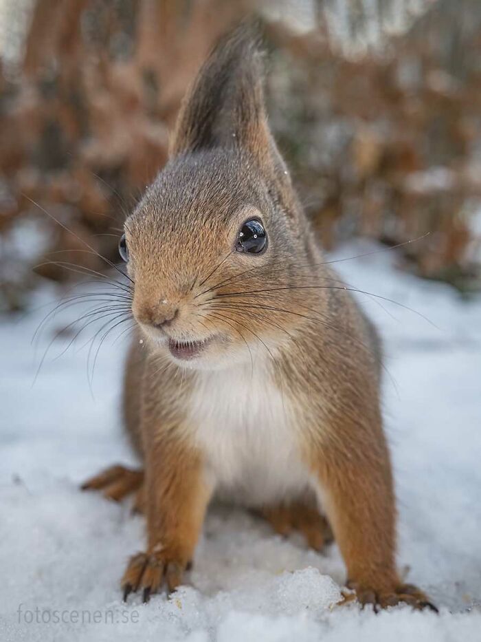 I Brought My Studio To The Forrest And Found Some Squirrel Super Models