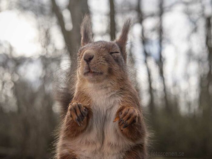 I Brought My Studio To The Forrest And Found Some Squirrel Super Models