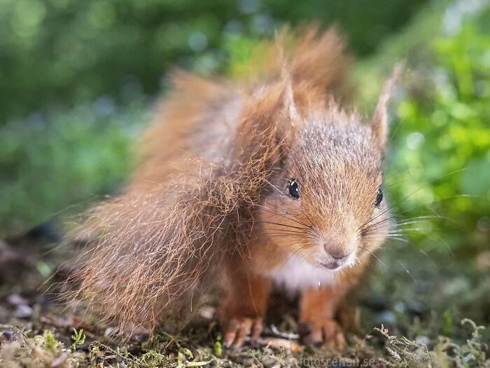 I Brought My Studio To The Forrest And Found Some Squirrel Super Models