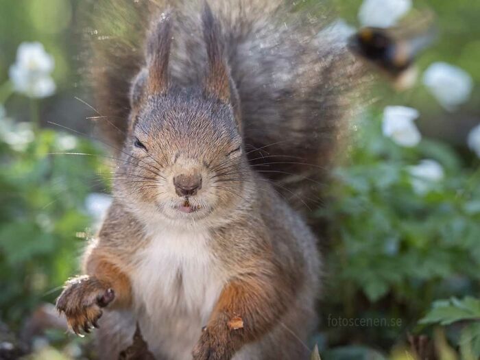 I Brought My Studio To The Forrest And Found Some Squirrel Super Models