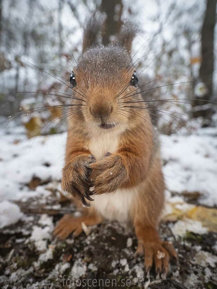 I Brought My Studio To The Forrest And Found Some Squirrel Super Models