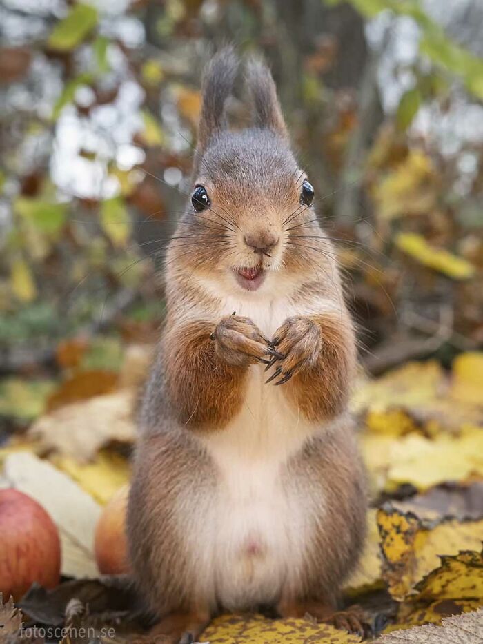 I Brought My Studio To The Forrest And Found Some Squirrel Super Models